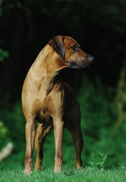 CH. Abuya Balou van het Maasjesfles