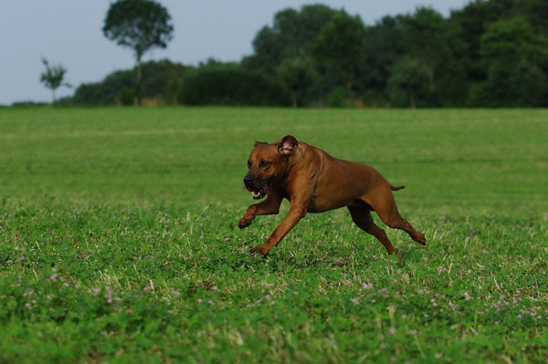 CH. Abuya Balou van het Maasjesfles