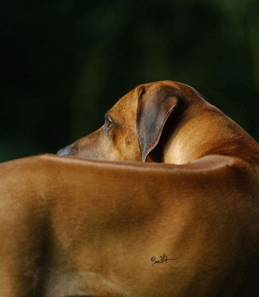 CH. Abuya Balou van het Maasjesfles