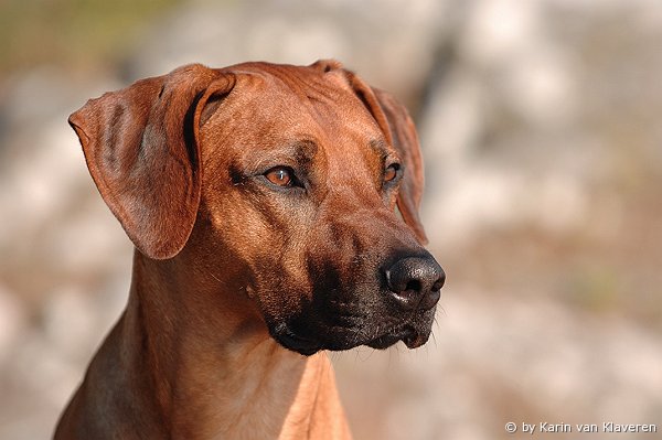 Stenänga Gintza Dongo