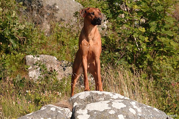 Stenänga Gintza Dongo