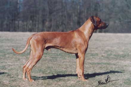 Eilack Tshombe of Kisangani