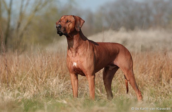 Halvenboom Ajamu