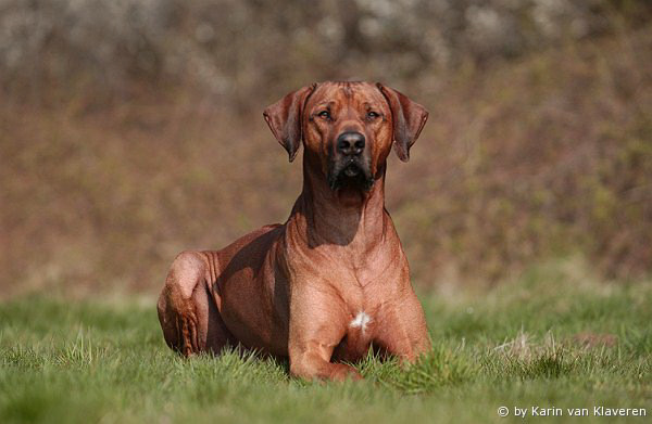 Halvenboom Ajamu