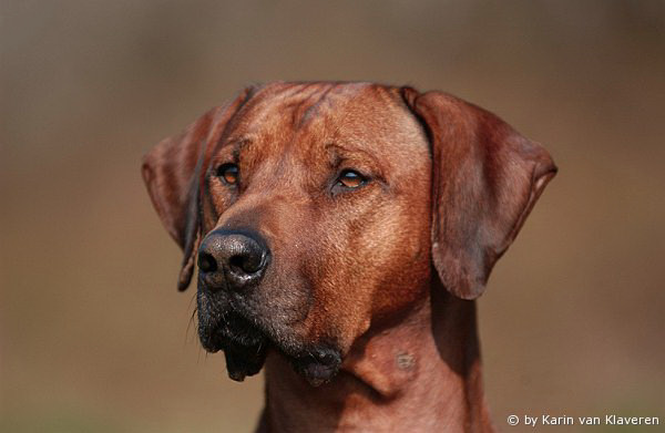 Halvenboom Ajamu