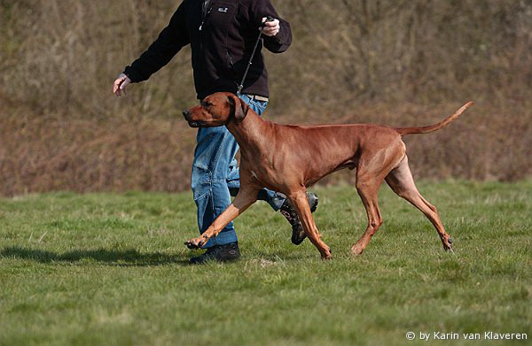 Halvenboom Ajamu