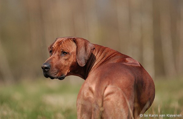 Halvenboom Ajamu