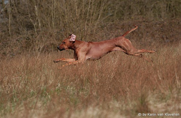 Halvenboom Ajamu