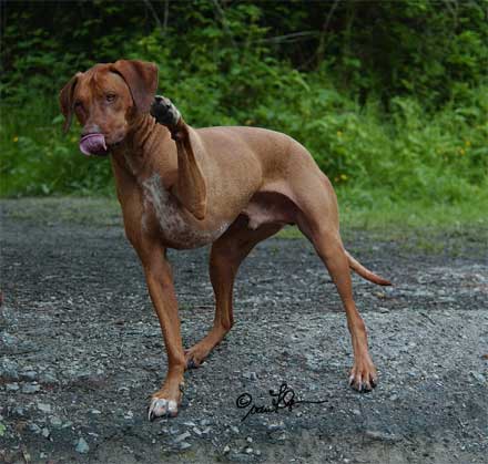 Kisangani Charming Red Chad