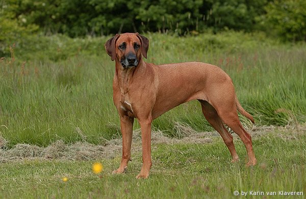 Ashari from Hoferland