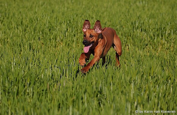 Farmersguardian African Sky