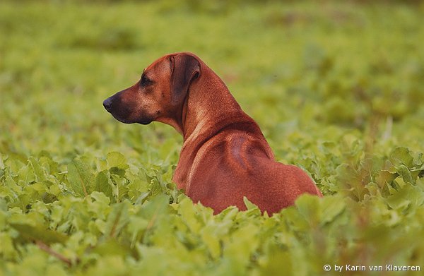 CH. Meranga Grande African Queen