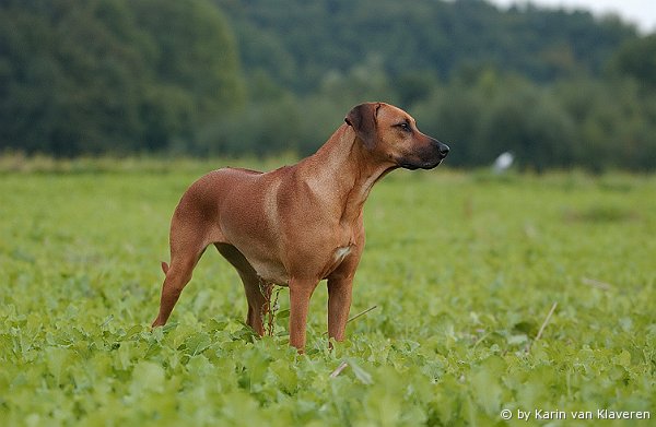 CH. Meranga Grande African Queen