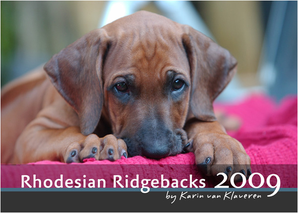 Rhodesian Ridgebacks 2009