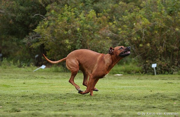 LaSimba Out of NGAI Zamu